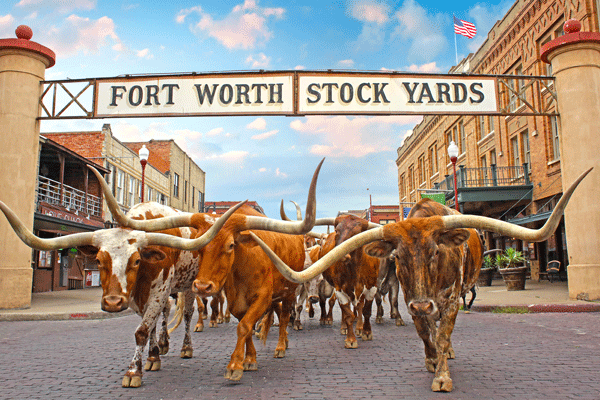 The Fort Worth Herd in Fort Worth